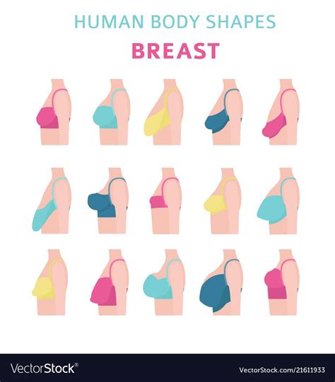 boob lineup|Breast Shape 101: Exploring the Seven Most Common Types